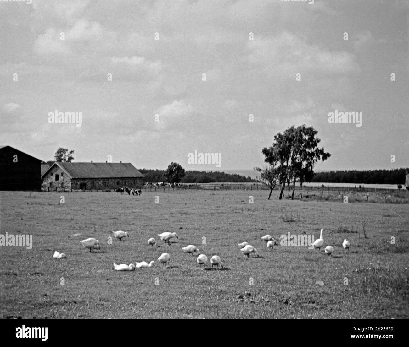 Landschaftsbild im Samland, Ostpreußen, 1930er Jahre. Paesaggio allo Zambia, Prussia orientale, 1930s. Foto Stock