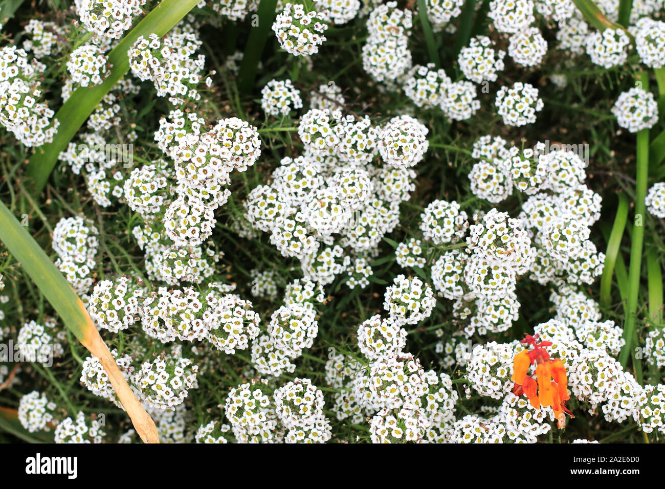 Alyssum Lobularia maritima o noto come sweet alyssum o dolce alison Foto Stock