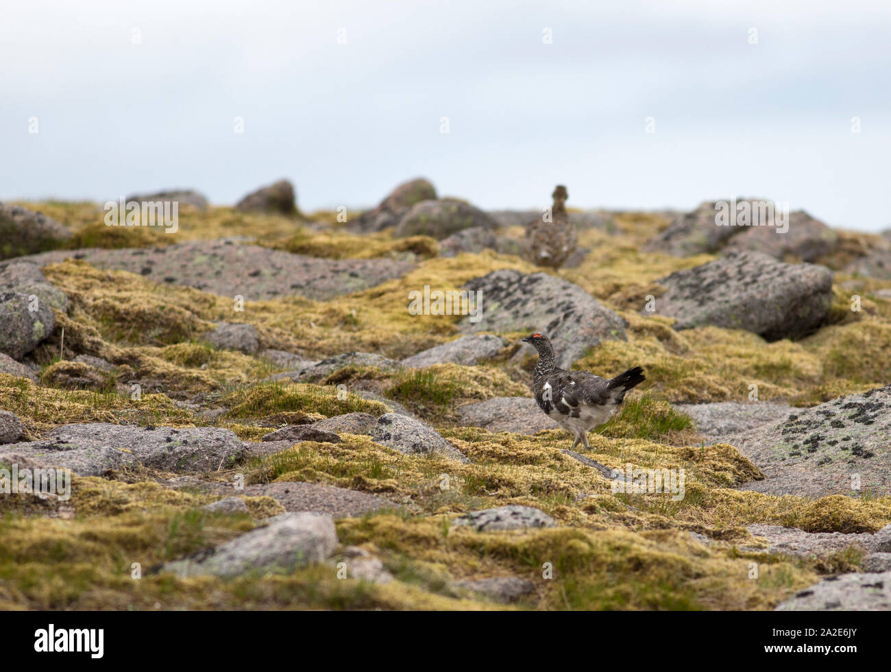 Pernice bianca, Lagopus mutus, coppia di adulti a piedi tra rocce sulla montagna, Cairngorm, Scotland, Regno Unito. Foto Stock