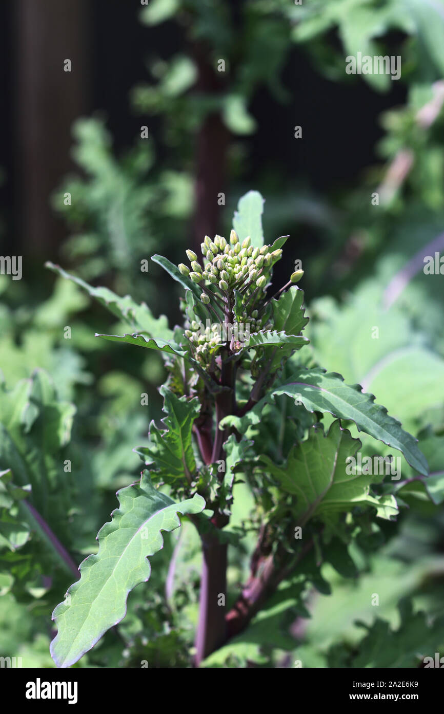Close up della fioritura rossa Kale russo gemme Foto Stock