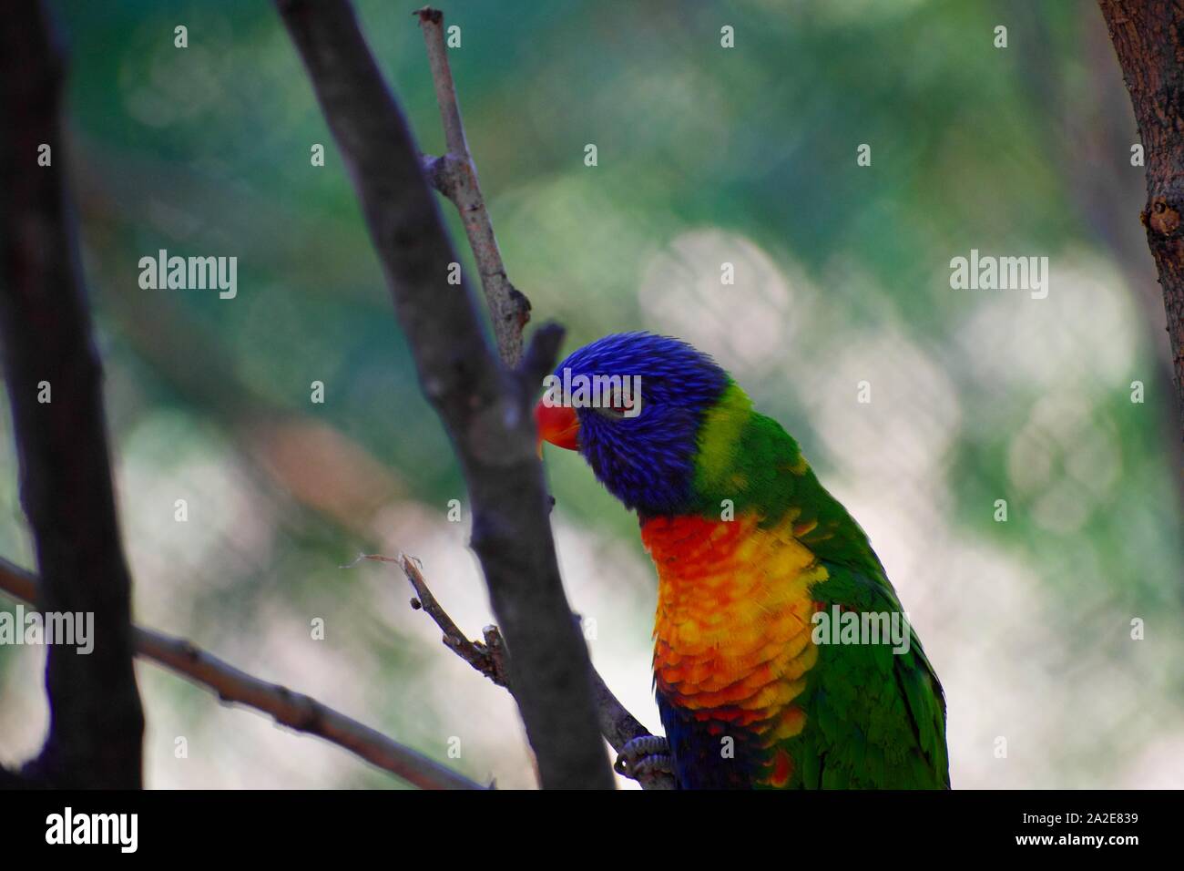 Verde- naped lorikeet appollaiate sul ramo Foto Stock