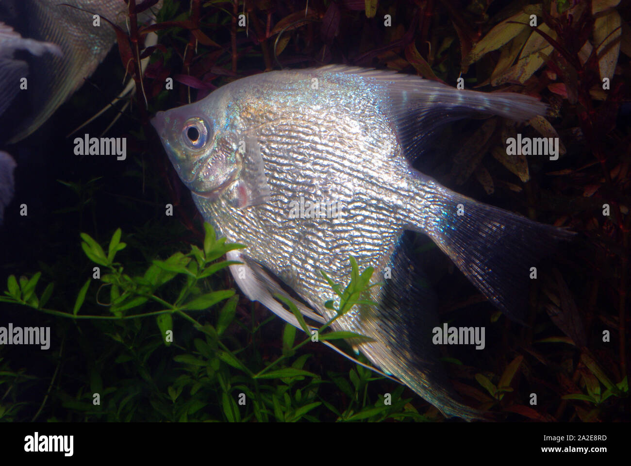 Platinum angelfish, Pterophyllum scalare var. Foto Stock
