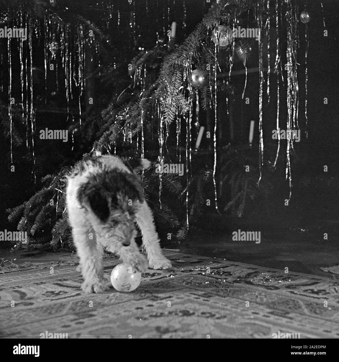 Ein kleiner Hund spielt Mit einem Ball unter dem Weihnachtsbaum, Deutschland 1930er Jahre. Un piccolo cucciolo giocando con una palla sotto l albero di natale, Germania 1930s. Foto Stock