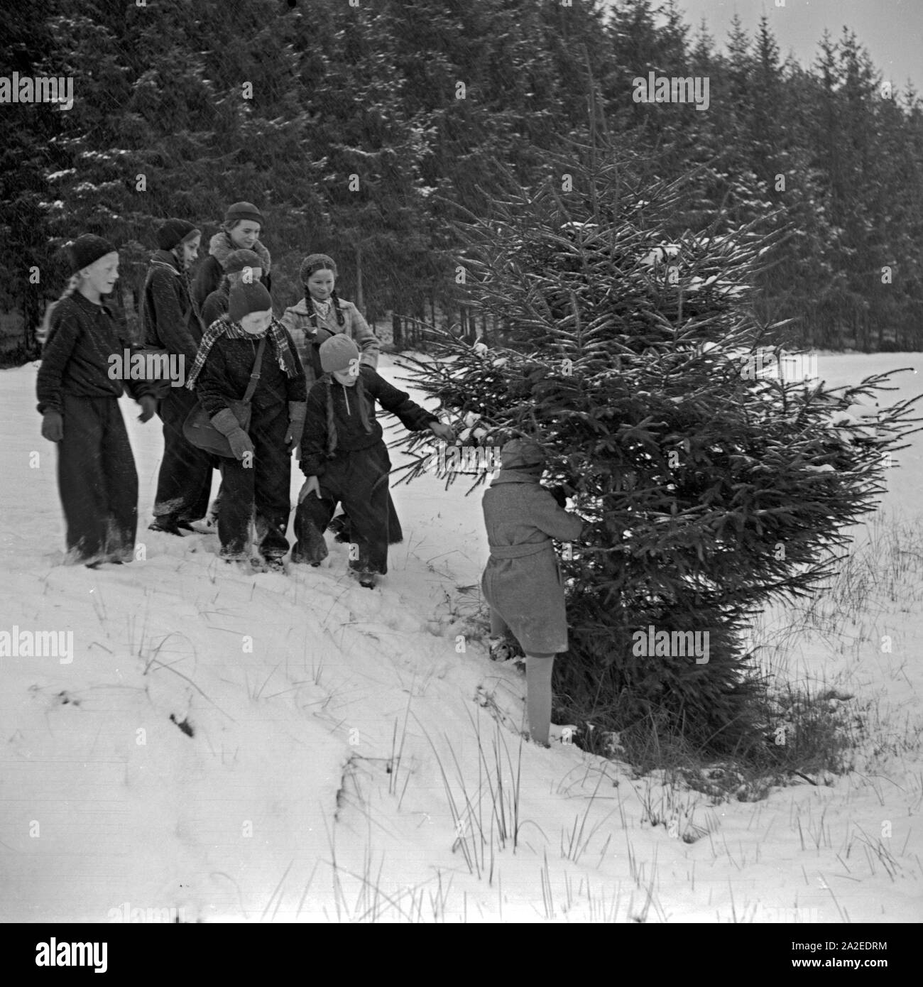 Kinder suchen verschneiten im Wald den passenden Weihnachtsbaum aus, Deutschland 1930er Jahre. I bambini trovano il miglior albero di natale nella foresta innevata, Germania 1930s. Foto Stock