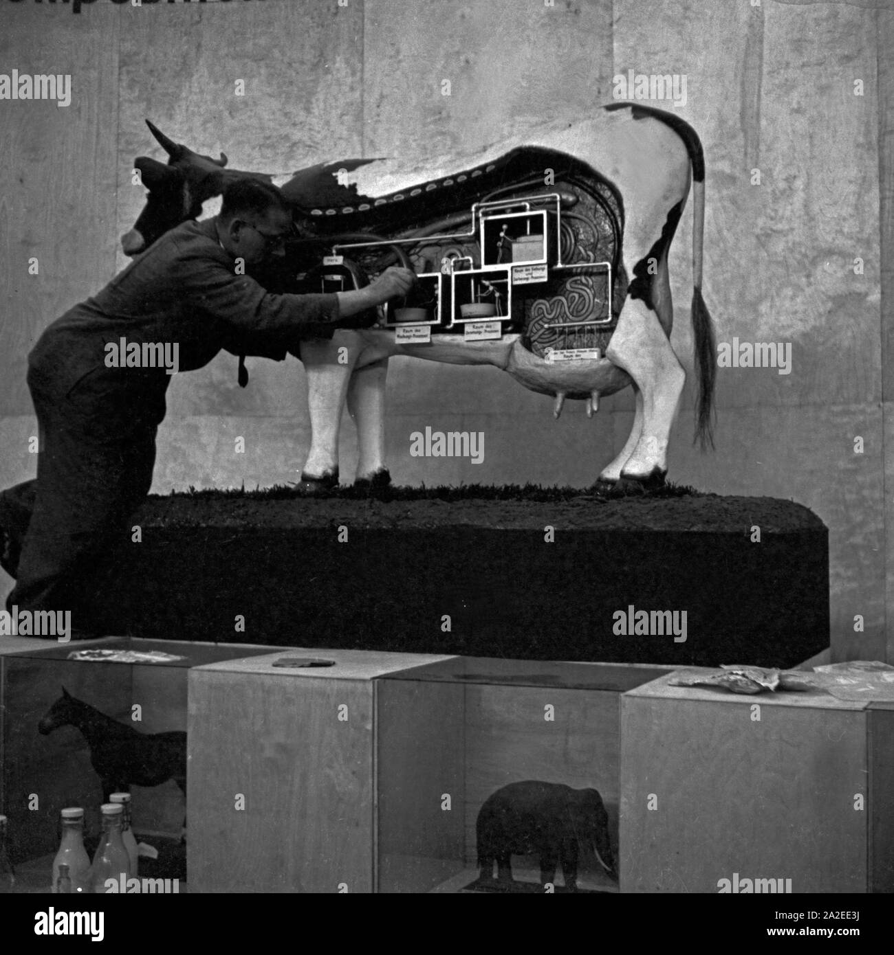 Ein Ausstellungsmitarbeiter überprüft die Funktionen un einem Schaumodell am Stand der Bestandteile der Milch auf der Internationalen Milchwirtschaftlichen Ausstellung in Berlin 1937, Deutschland 1930er Jahre. Una mostra impiegato il controllo di funzioni su un display di vacca presso l'international dairying mostra a Berlino 1937, Germania 1930s. Foto Stock