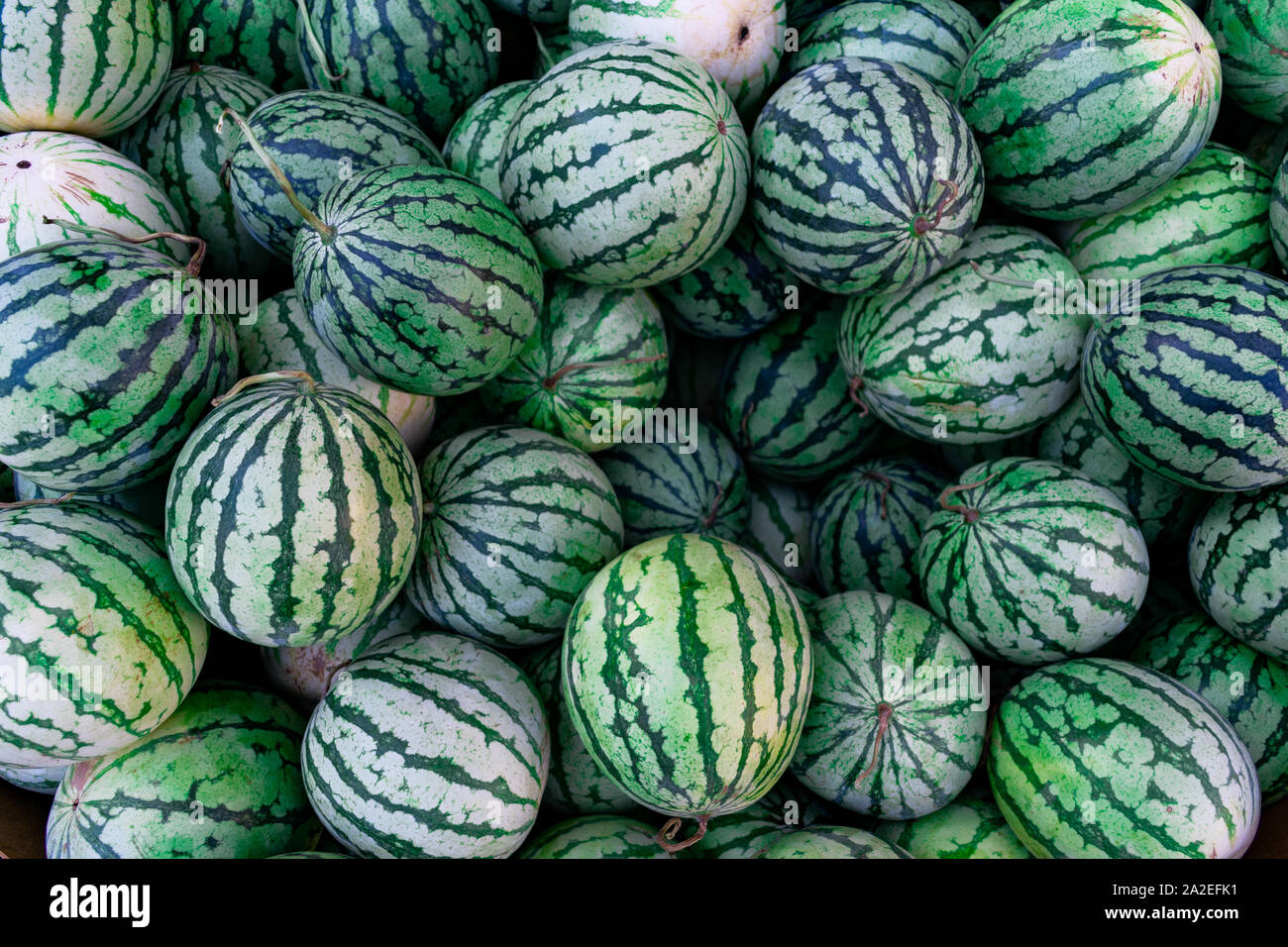 Giallo bambola anguria pila Foto Stock