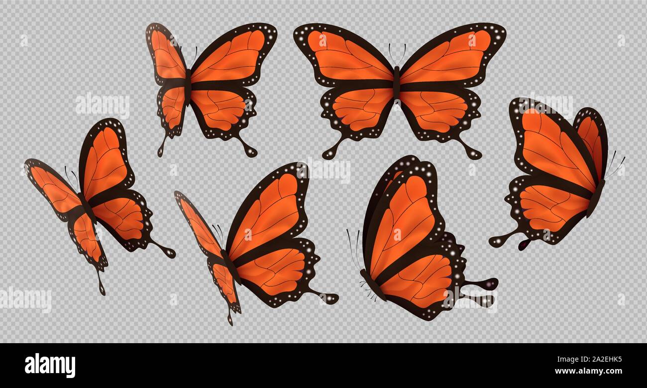 Arancione farfalla monarca isolato su sfondo trasparente. Bellissime farfalle volare con colorata ala. Illustrazione Vettoriale