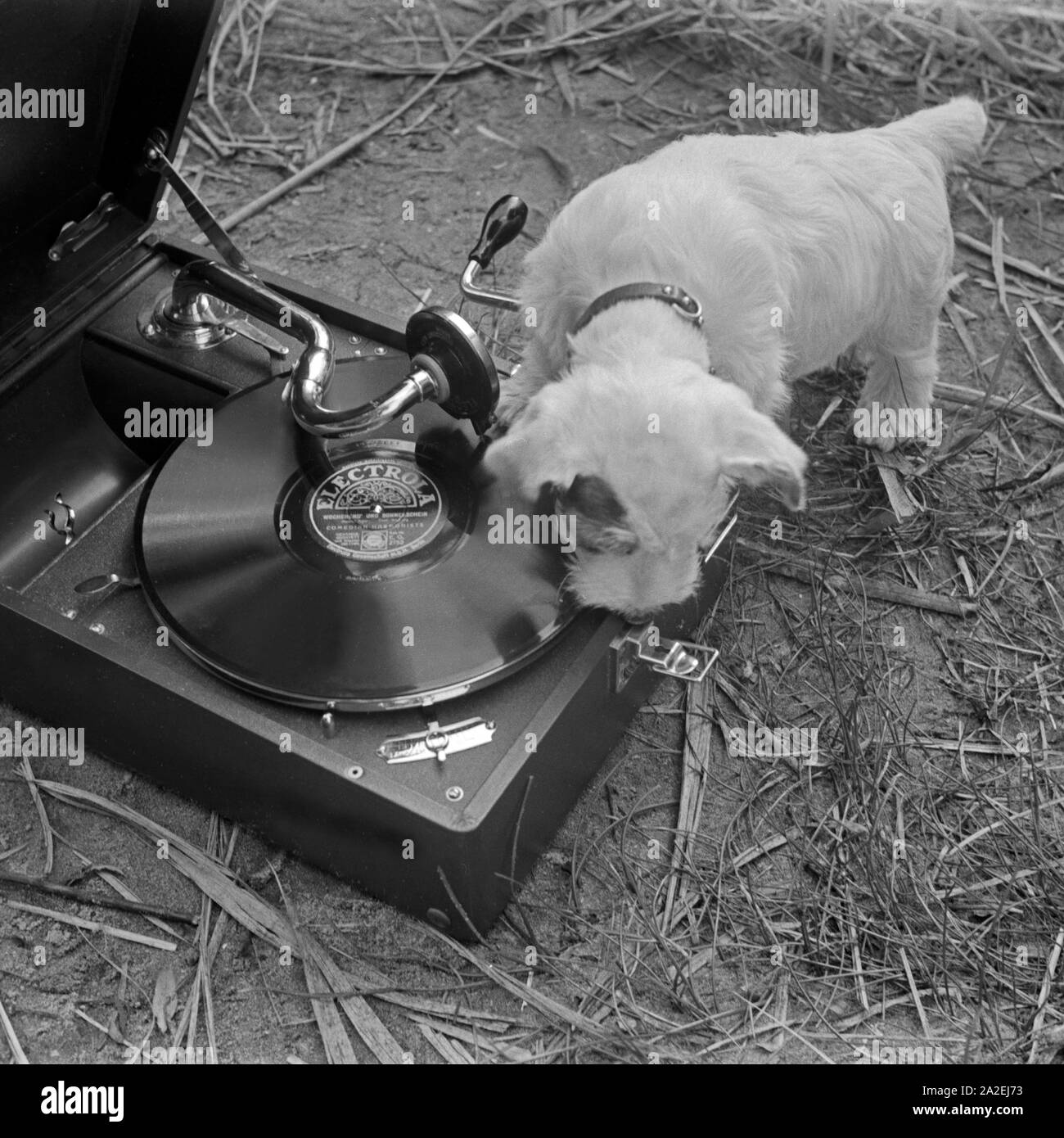 Werbefoto: ein Welpe neugieriger untersucht ein Grammophon mit einer Electrola Schellackplatte, Deutschland 1930er Jahre. Pubblicità: un cucciolo nosey exmining un grammofono con un record shellack, Germania 1930s. Foto Stock