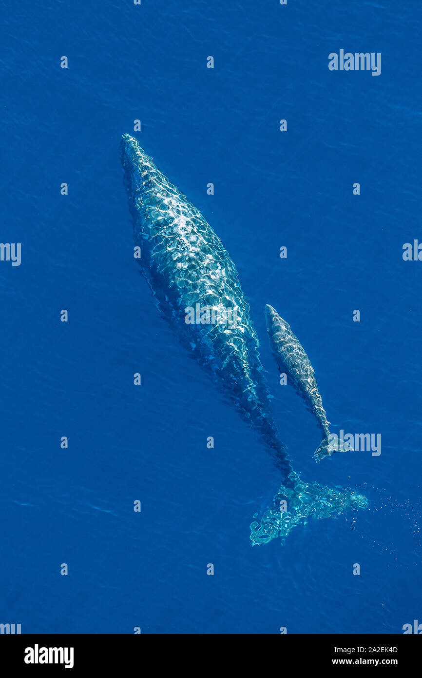 Balena Grigia, Eschrichtius robustus, madre e del polpaccio, offshore, vicino all'Isola di San Clemente, Isole del Canale, California, USA, Oceano Pacifico Foto Stock