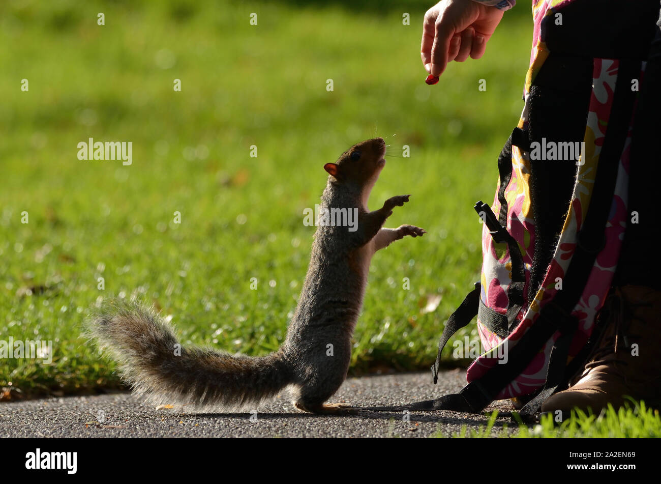 Uno scoiattolo grigio in piedi sulle zampe posteriori per raggiungere una bacca essendo offerto da una mano umana, a Brandon Hill Park, città di Bristol, Inghilterra, Regno Unito Foto Stock