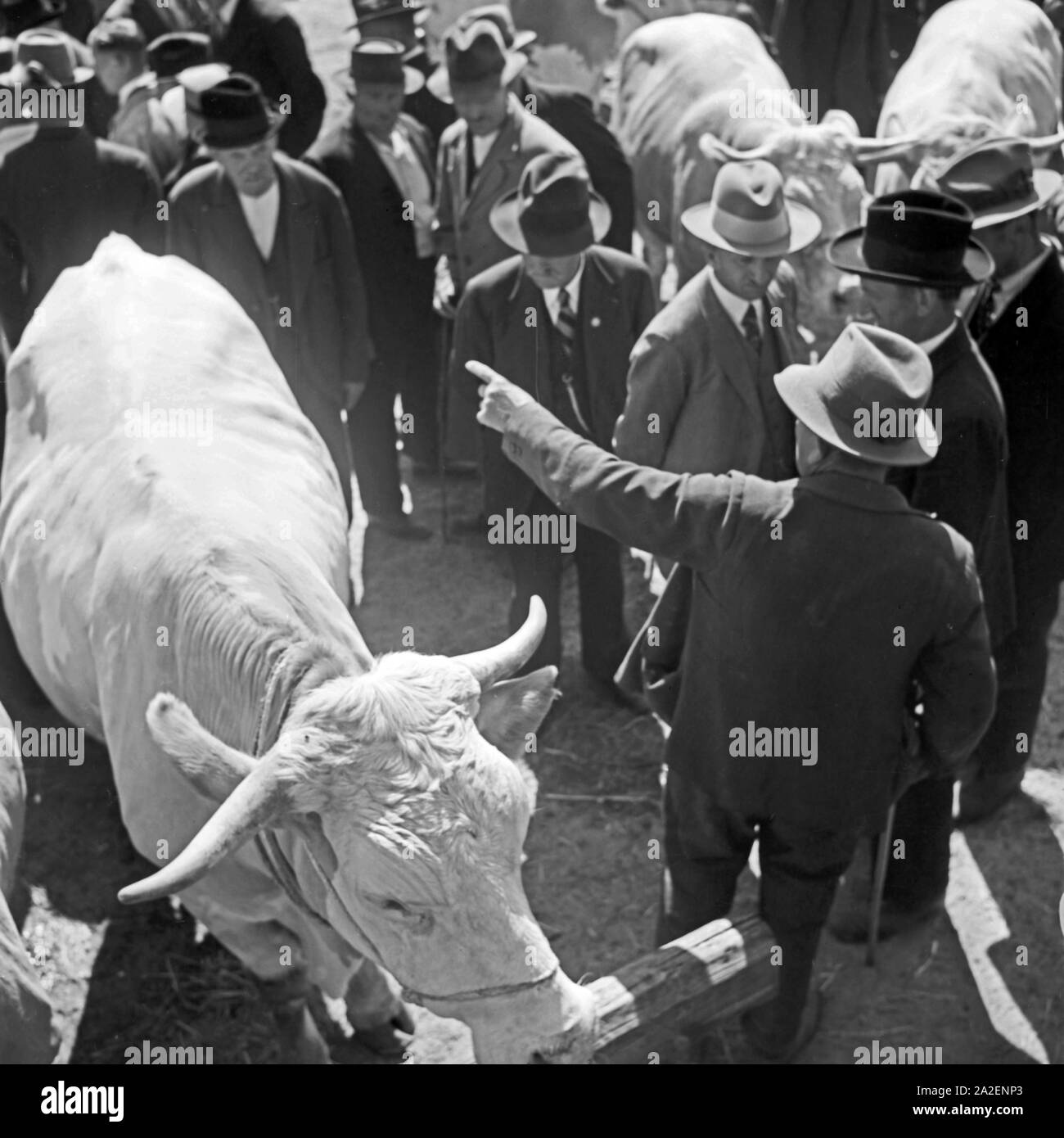 Bauern handeln auf dem Viehmarkt den optimalen Preis aus, Deutschland 1930er Jahre. Gli agricoltori di negoziare il prezzo migliore in un mercato di bestiame, Germania 1930s. Foto Stock