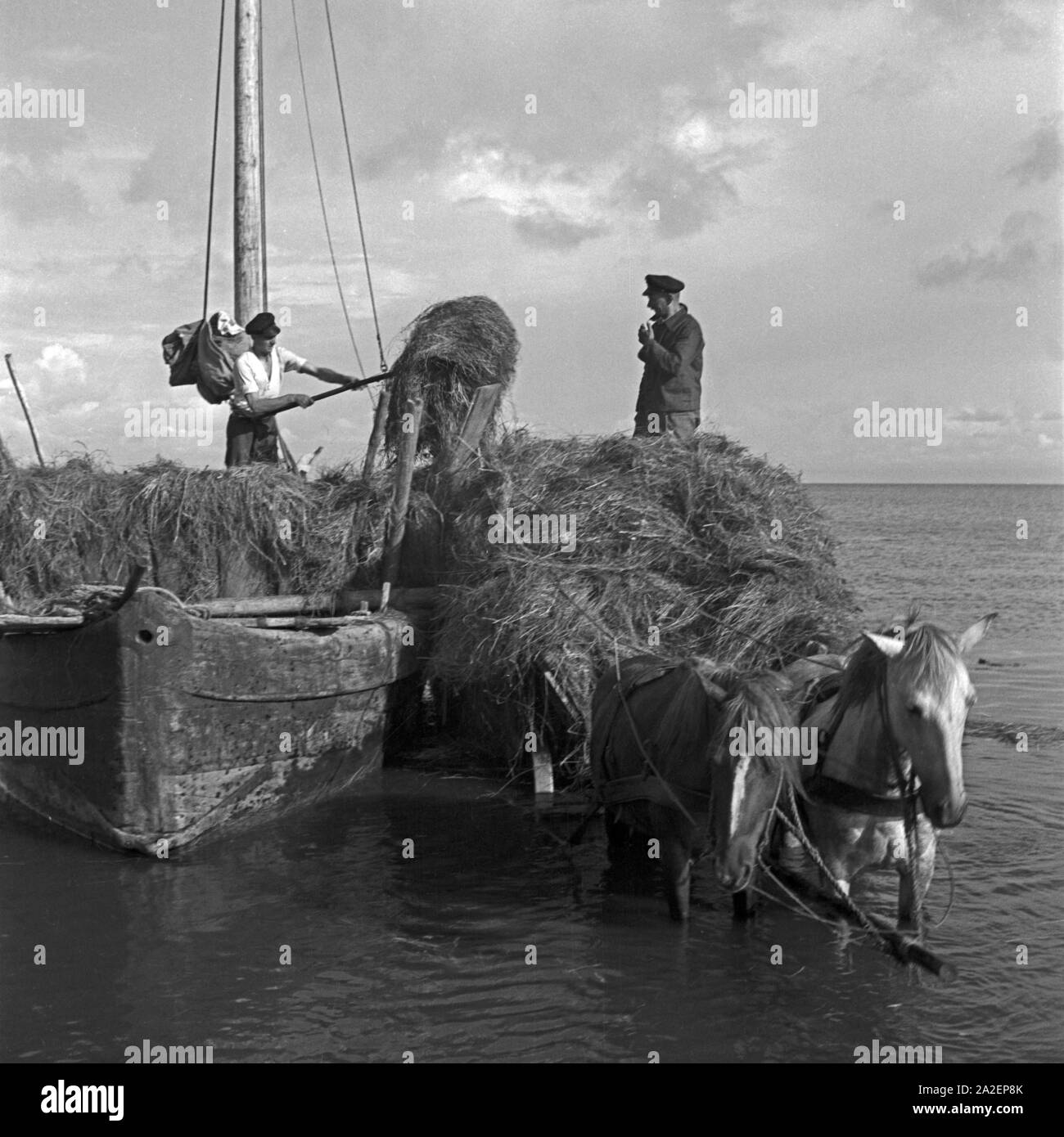 Heu wird vom Segelboot auf ein Pferdefuhrwerk verladen an der Kurischen Nehrung in Ostpreußen, Deutschland 1930er Jahre. Il fieno viene caricato da una barca a vela di una carrozza con Courland Split nella Prussia orientale, Germania 1930s. Foto Stock