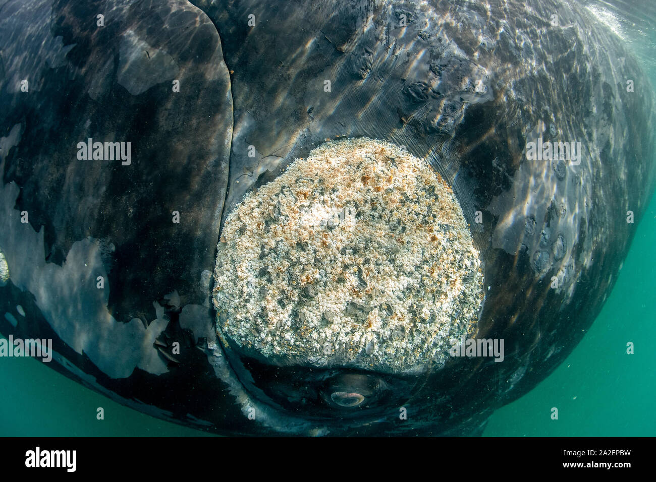 Dettaglio dei crostacei parassita denominato cyamids o balena pidocchi, Cyamus ovalis su callosità del southern right whale, Eubalaena australis, conservati Foto Stock