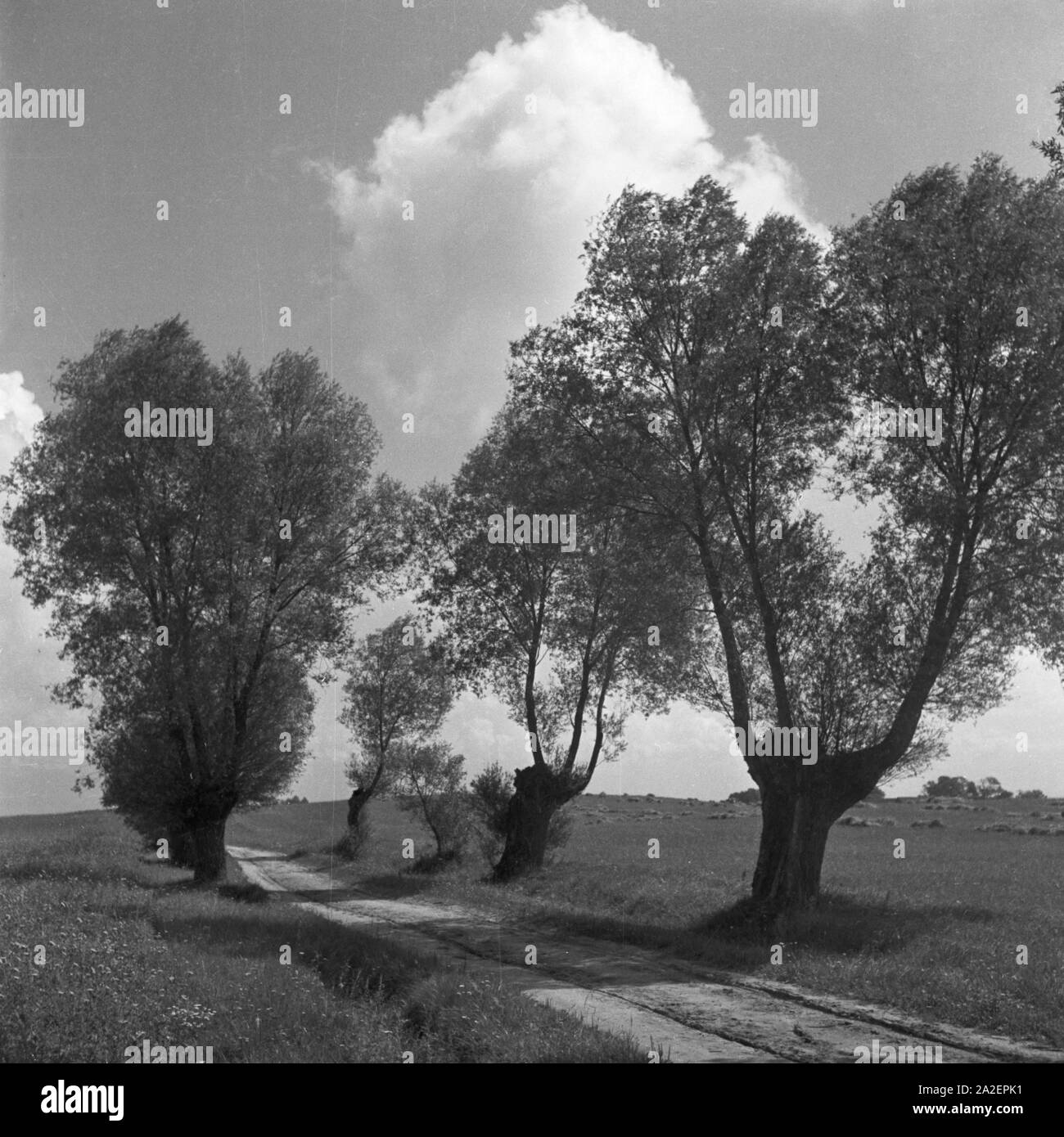 Bäume in der Umgebung von Nikolaiken in Masuren in Ostpreußen, Deutschland 1930er Jahre. Gli alberi nei dintorni di Nikolaiken in Masuria nella Prussia orientale, Germania 1930s. Foto Stock
