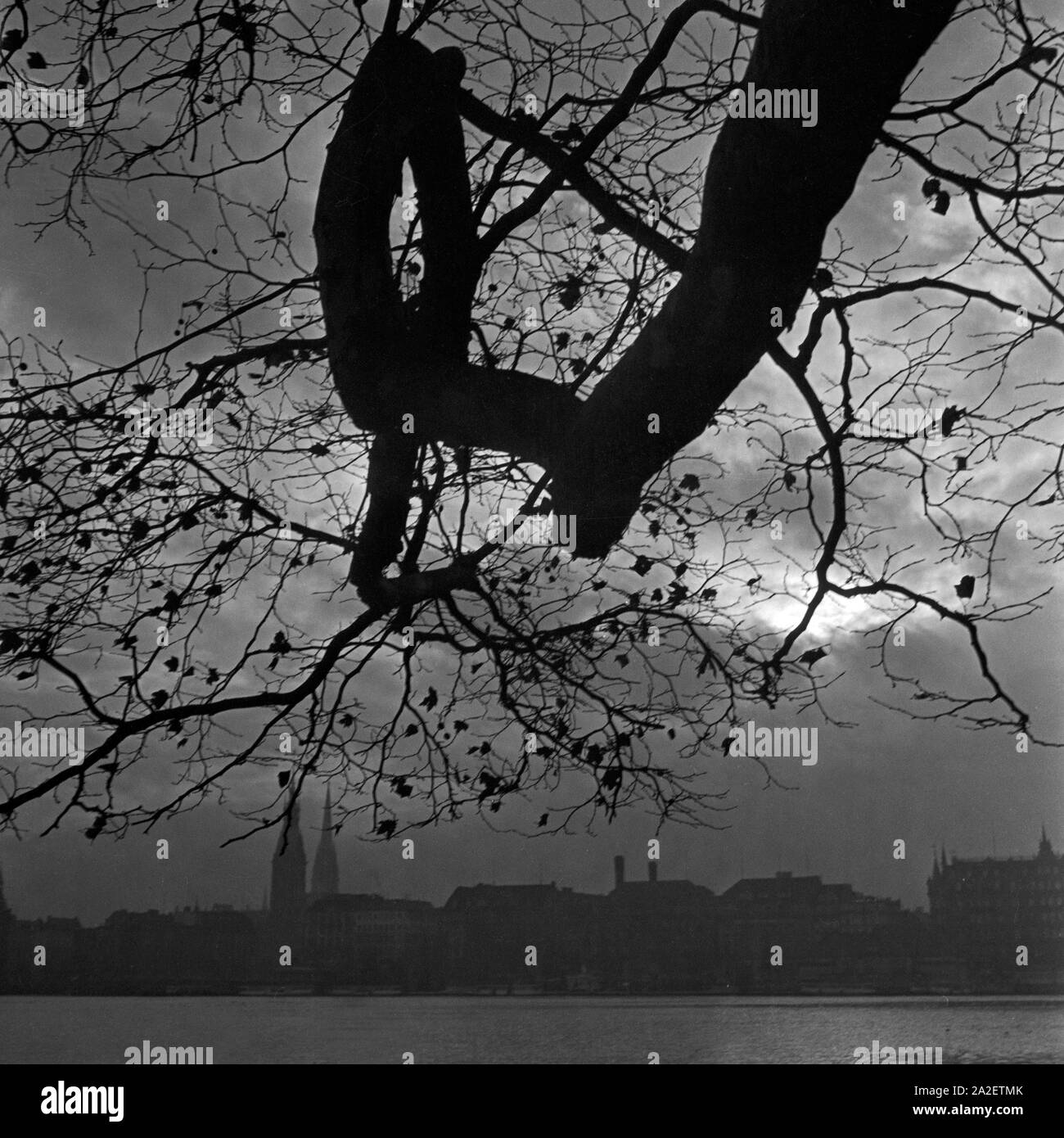 Knorrige alte Weide windet sich im Herbst am Ufer der Alster Amburgo, Deutschland 1930er Jahre. Un vecchio knaggy willow avvolgimento sulla riva dell'Alster a Amburgo, Germania 1930s. Foto Stock