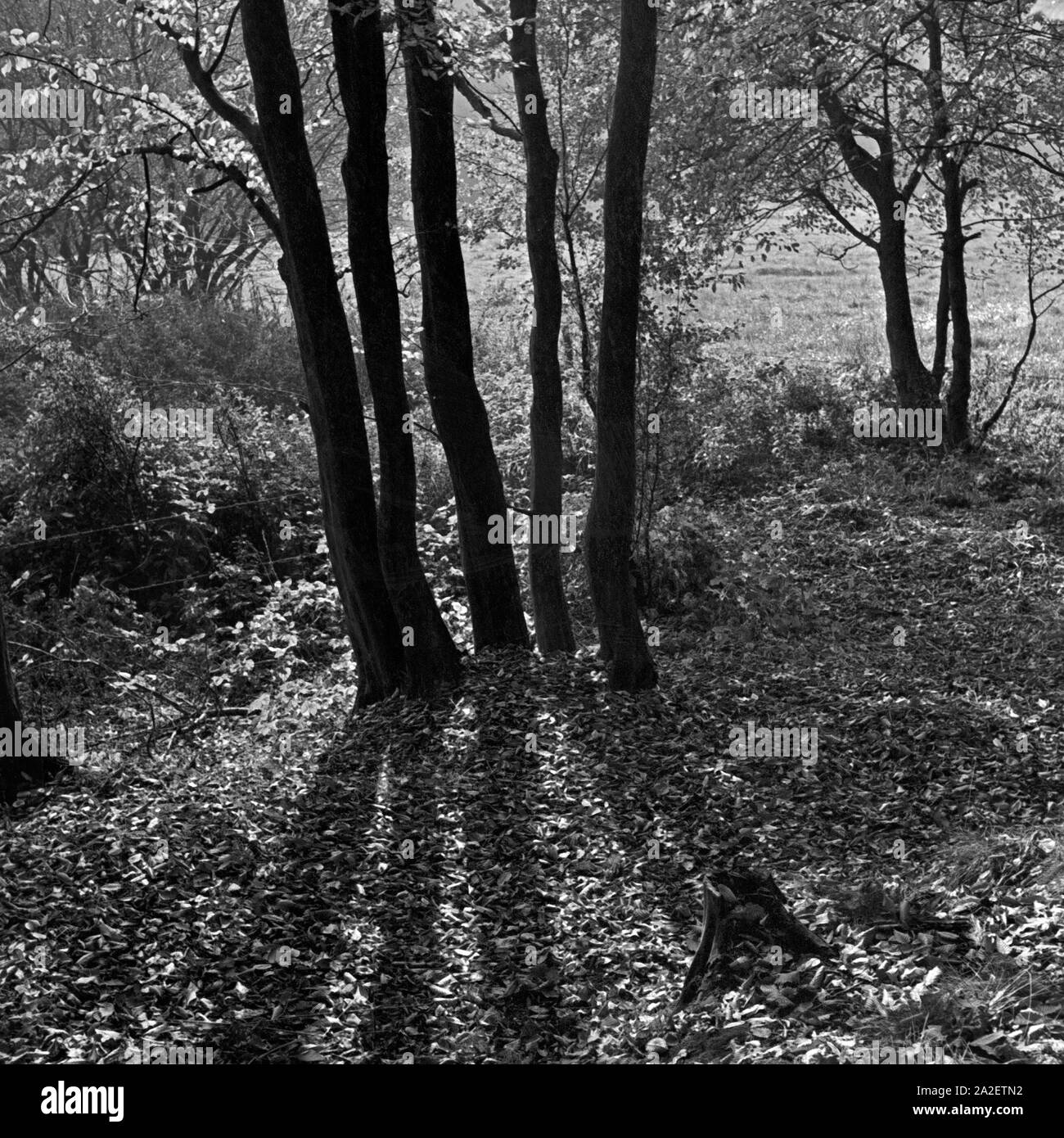 Eine Fünfergruppe junger Bäume in einem Park im Herbst, Deutschland 1930er Jahre. Un gruppo di cinque giovani alberi in una foresta autunnale, Germania 1930s. Foto Stock
