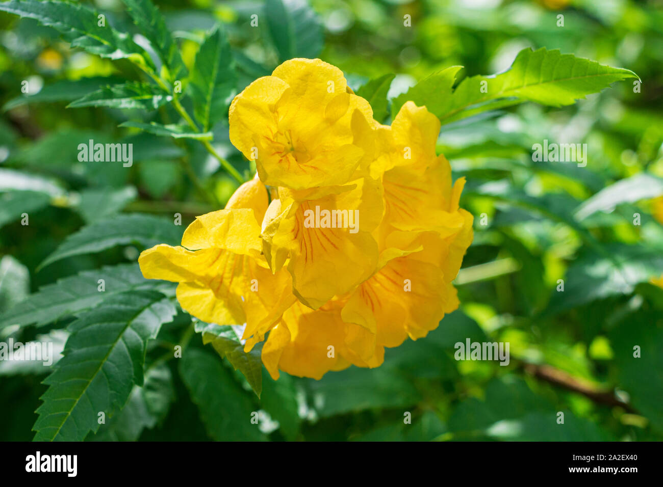 Giallo trumpetbush a.k.a. campane giallo (Tecoma stans) closeup - Florida, Stati Uniti d'America Foto Stock