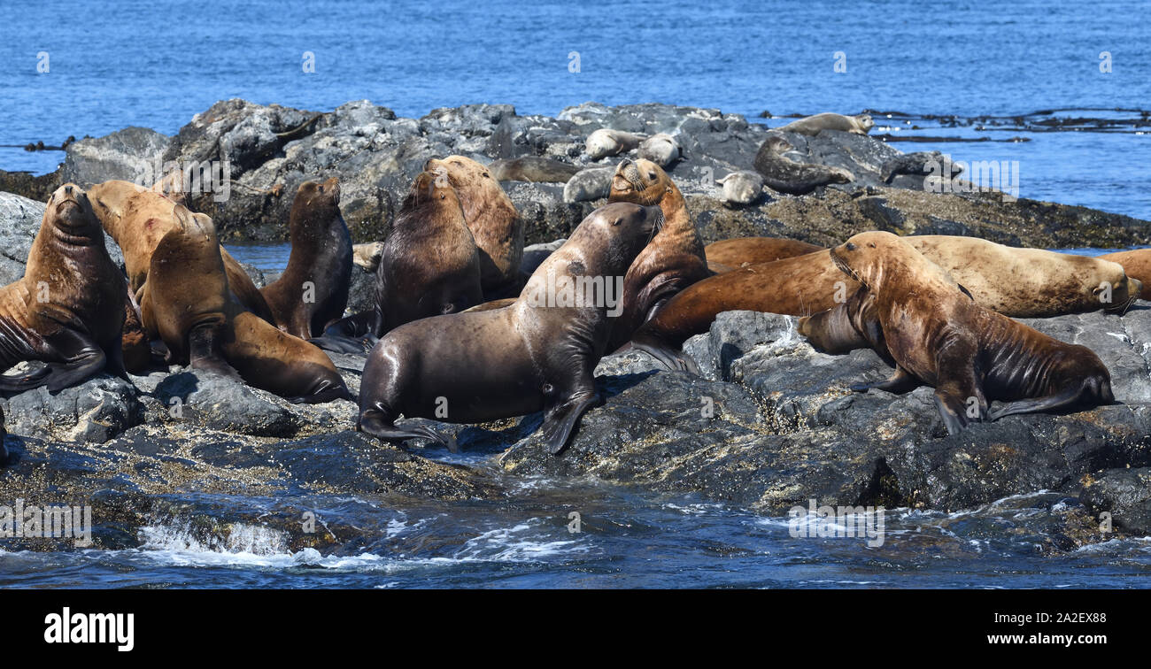 Steller leoni marini o del nord i leoni di mare (Eumetopias jubatus) rilassante sulle rocce. Gara delle rocce, Victoria, British Columbia, Canada. Foto Stock