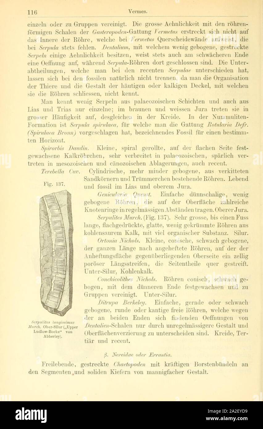 Elemente der palaeontologie (pagina 116, Fig. 137) Foto Stock