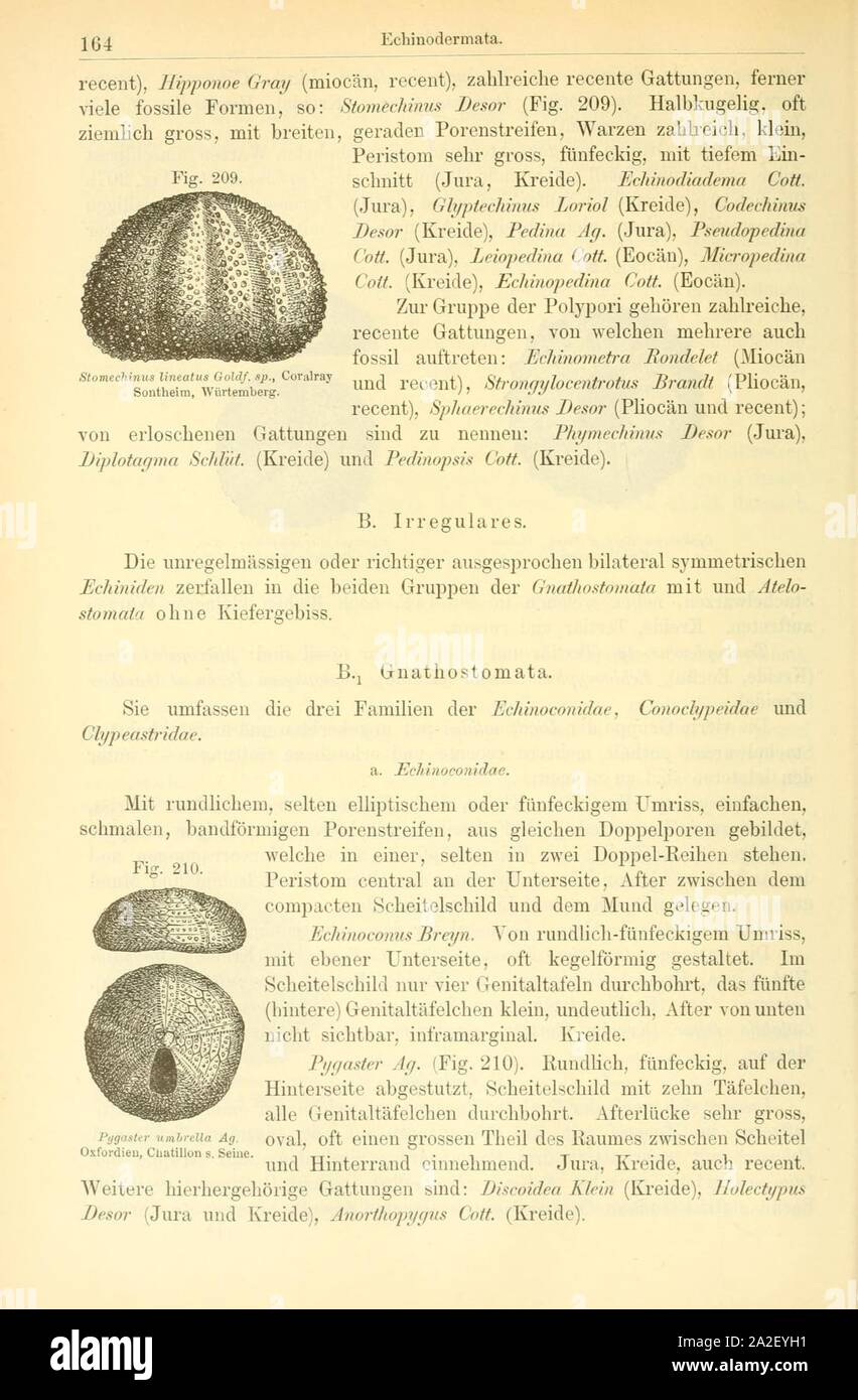 Elemente der palaeontologie (pagina 164, Fig. 209-210) Foto Stock