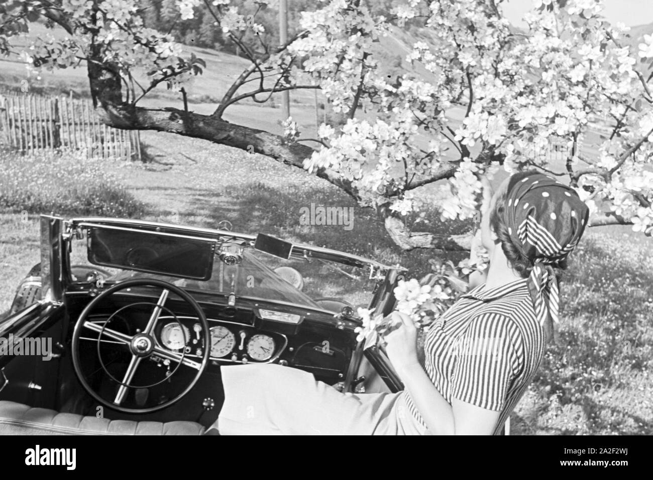 Eine junge Frau in einem Mercedes-Benz Cabrio unter einem blühenden Kirschbaum im Schwarzwald, Deutschland 1930er Jahre. Una giovane donna in un convertibile Mercedes-Benz parcheggio sotto una fioritura di ciliegio nella Foresta Nera, Germania 1930s. Foto Stock