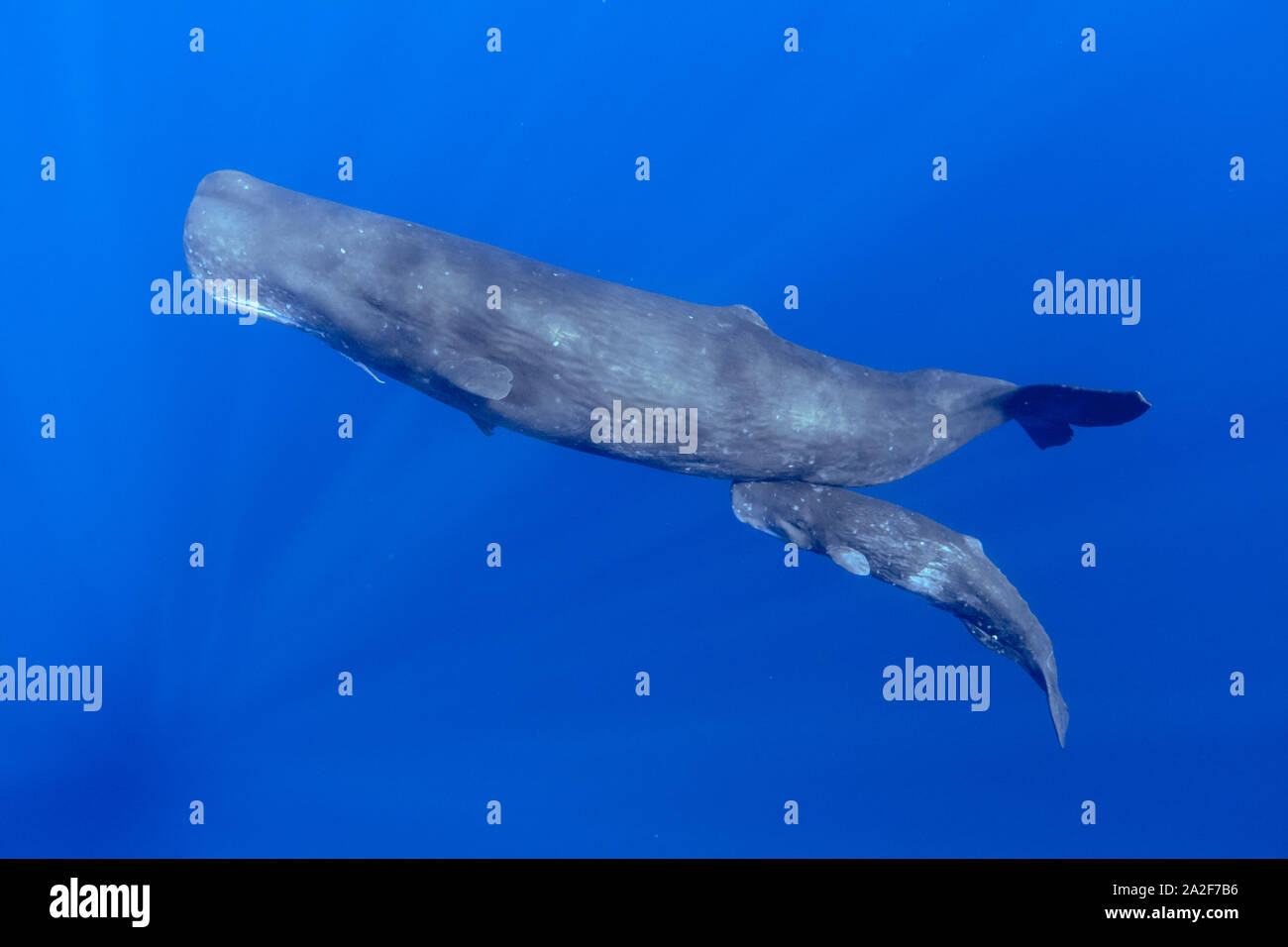 Capodoglio, Physeter macrocephalus, madre e del polpaccio, madre con un pezzo di mare profondo, calamari giganti, tentacolo Chichi-jima, Bonin Islands, Ogasawara Isla Foto Stock