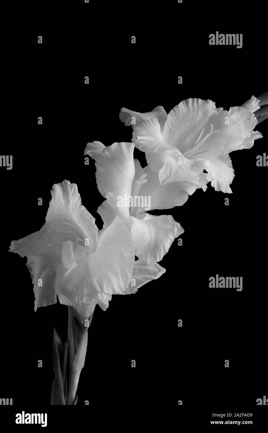 Giglio Bianco con sfondo scuro Foto Stock