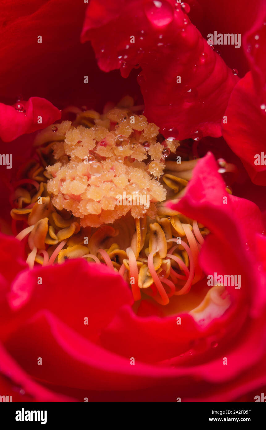 Closeup Red Rose Foto Stock