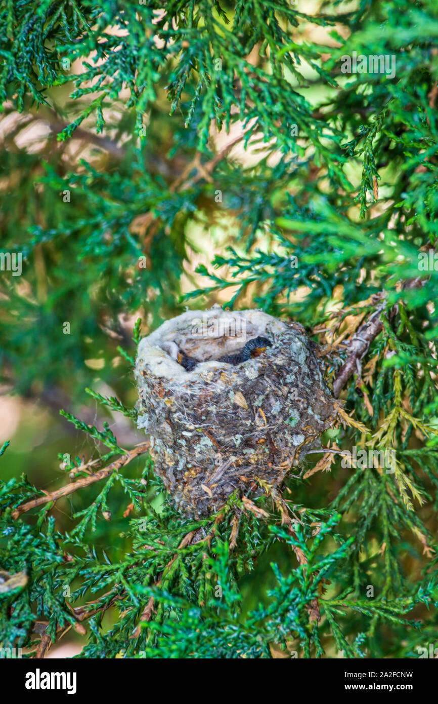 Una settimana di età Broadtailed colibrì dormire nei loro nido in montagna rocciosa ginestra, Castle Rock Colorado US. Foto scattata in luglio. Foto Stock