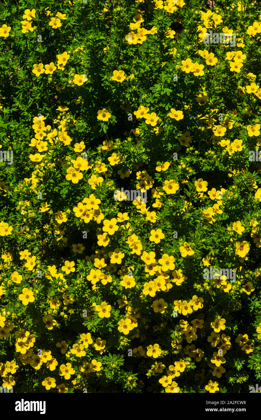 Cinquefoil arbustive impianto (Potentilla fruticosa) contestato il nome latino è (Dasiphora fruticosa) in piena fioritura, Castle Rock Colorado. Foto scattata in giugno. Foto Stock