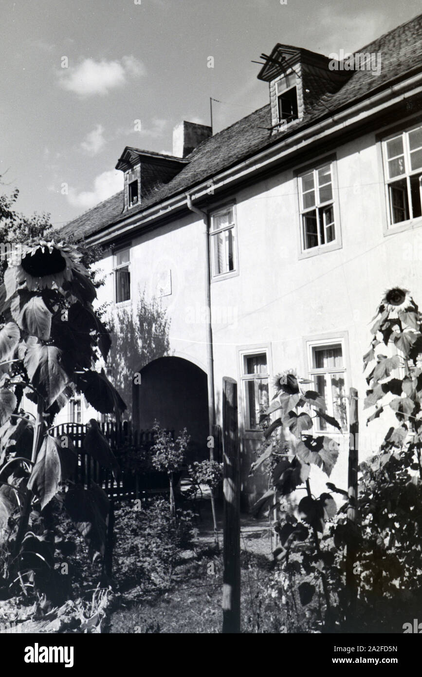Große Sonnenblumen im Vorgarten eines Hauses in Bad Blankenburg, Deutschland 1930er Jahre. Grandi fiori di girasole nel cortile anteriore di una casa di Bad Blankenburg, Germania 1930s. Foto Stock