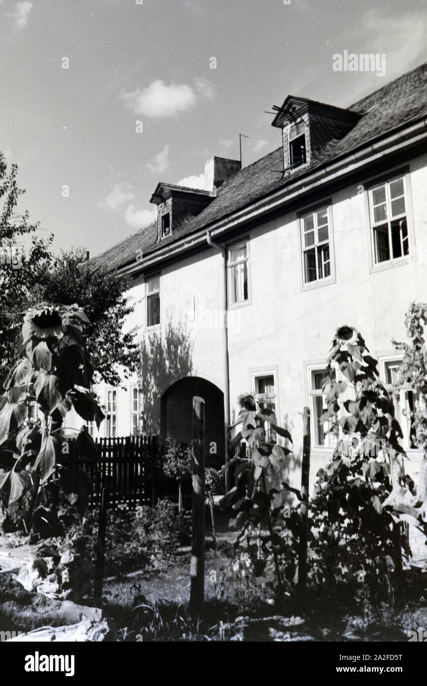 Große Sonnenblumen im Vorgarten eines Hauses in Bad Blankenburg, Deutschland 1930er Jahre. Grandi fiori di girasole nel cortile anteriore di una casa di Bad Blankenburg, Germania 1930s. Foto Stock