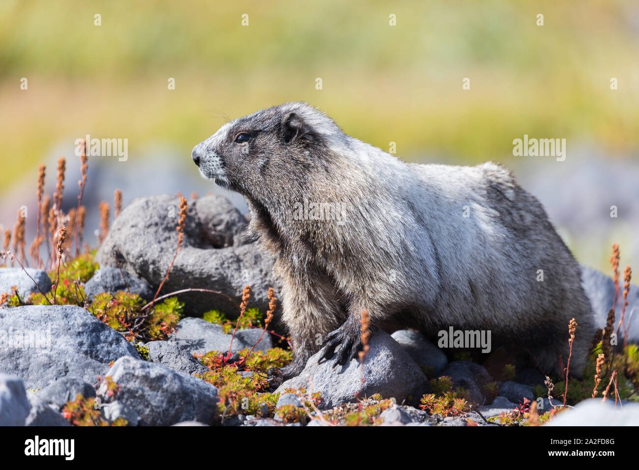 Un annoso marmotta in un prato in Mount Rainier National Park nello stato di Washington Foto Stock