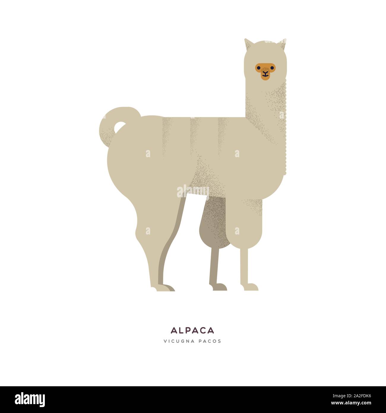 Illustrazione di Alpaca isolato su sfondo bianco, sud america animale da azienda concept. Istruzione di progettazione della fauna selvatica con specie di fauna nome etichetta. Illustrazione Vettoriale