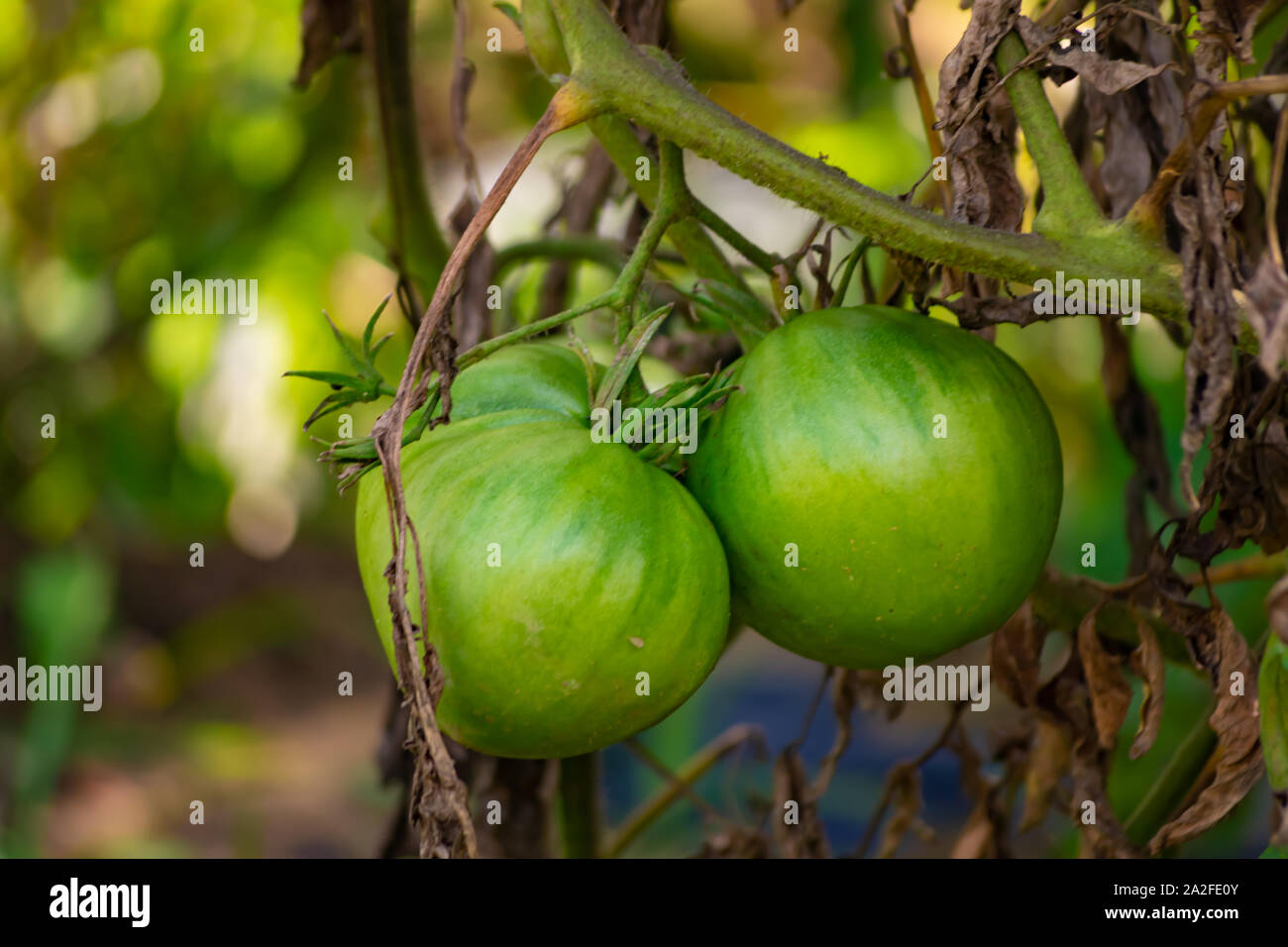 Il pomodoro è un alimento ricco di vitamine Foto Stock