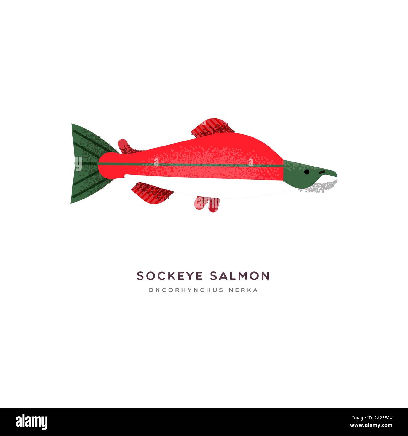 Il Salmone Sockeye illustrazione animale di pesce rosso isolato su sfondo bianco. Istruzione di progettazione della fauna selvatica con specie di fauna nome etichetta. Illustrazione Vettoriale