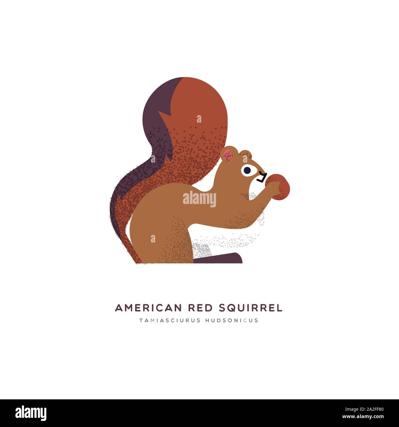 American scoiattolo rosso illustrazione animale isolato su sfondo bianco. Istruzione di progettazione della fauna selvatica con specie di fauna nome etichetta. Illustrazione Vettoriale