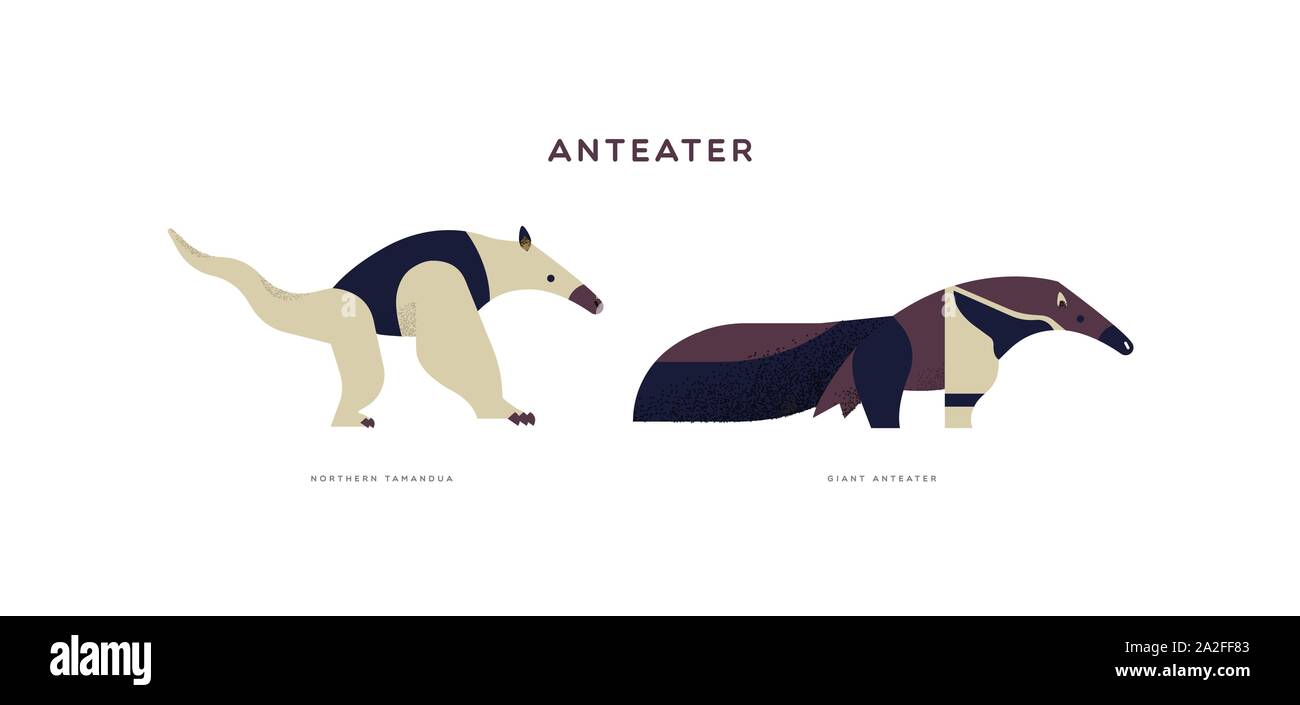 Wild anteater illustrazione animale isolato su sfondo bianco. Istruzione Set di fauna selvatica con specie di fauna nome etichetta. Illustrazione Vettoriale