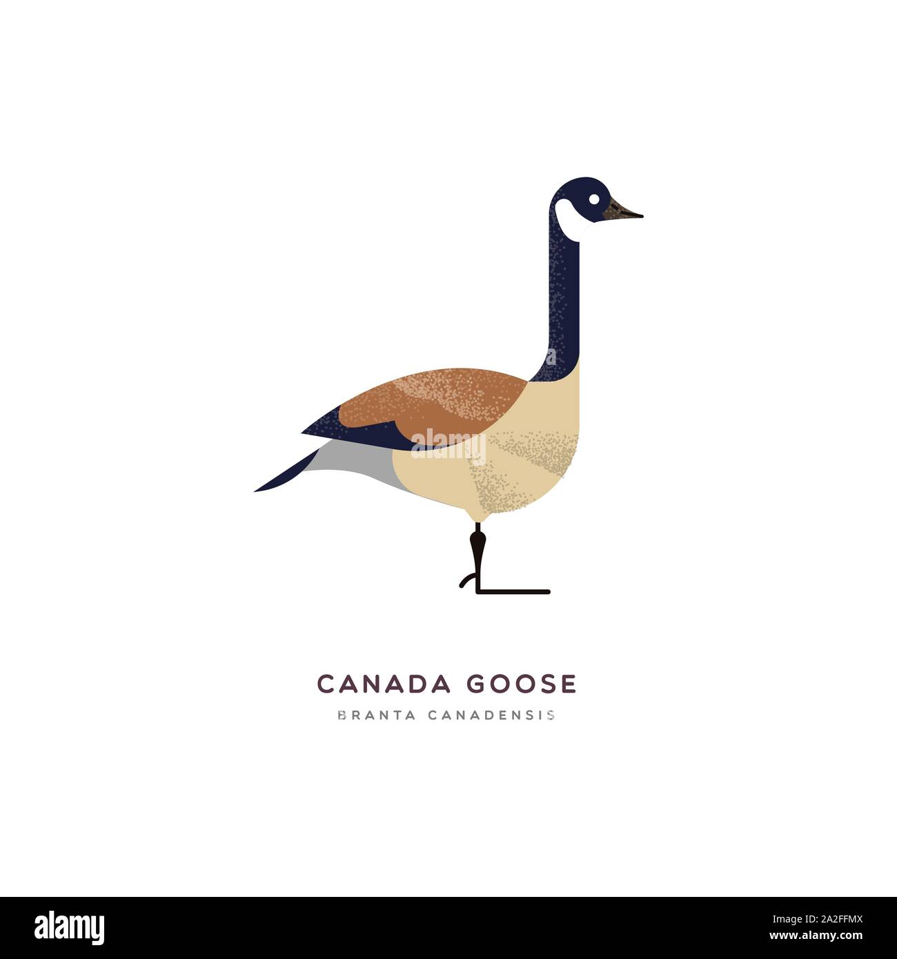Canada Goose illustrazione animale isolato su sfondo bianco. Istruzione di progettazione della fauna selvatica con specie di fauna nome etichetta. Illustrazione Vettoriale