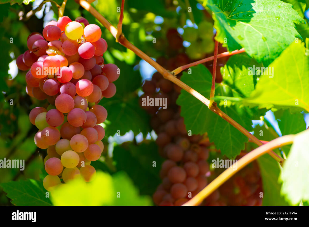 Le uve sono frutti con proprietà multiple e frutta per il vino Foto Stock