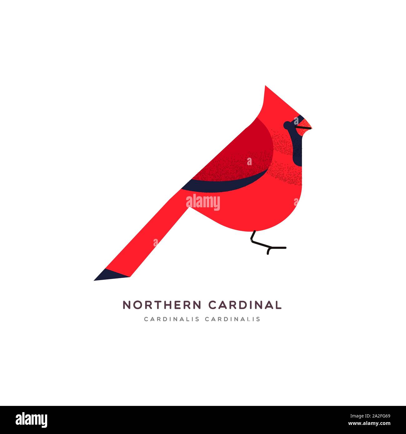 Il cardinale Nord illustrazione degli animali di uccello rosso isolato su sfondo bianco. Istruzione di progettazione della fauna selvatica con specie di fauna nome etichetta. Illustrazione Vettoriale