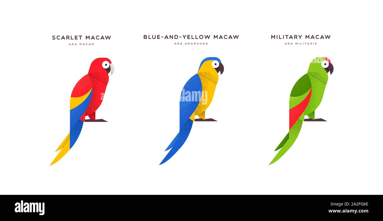 Colorati pappagalli macaw bird illustrazione animale isolato su sfondo bianco. Istruzione Set di fauna selvatica con specie di fauna nome etichetta. Illustrazione Vettoriale