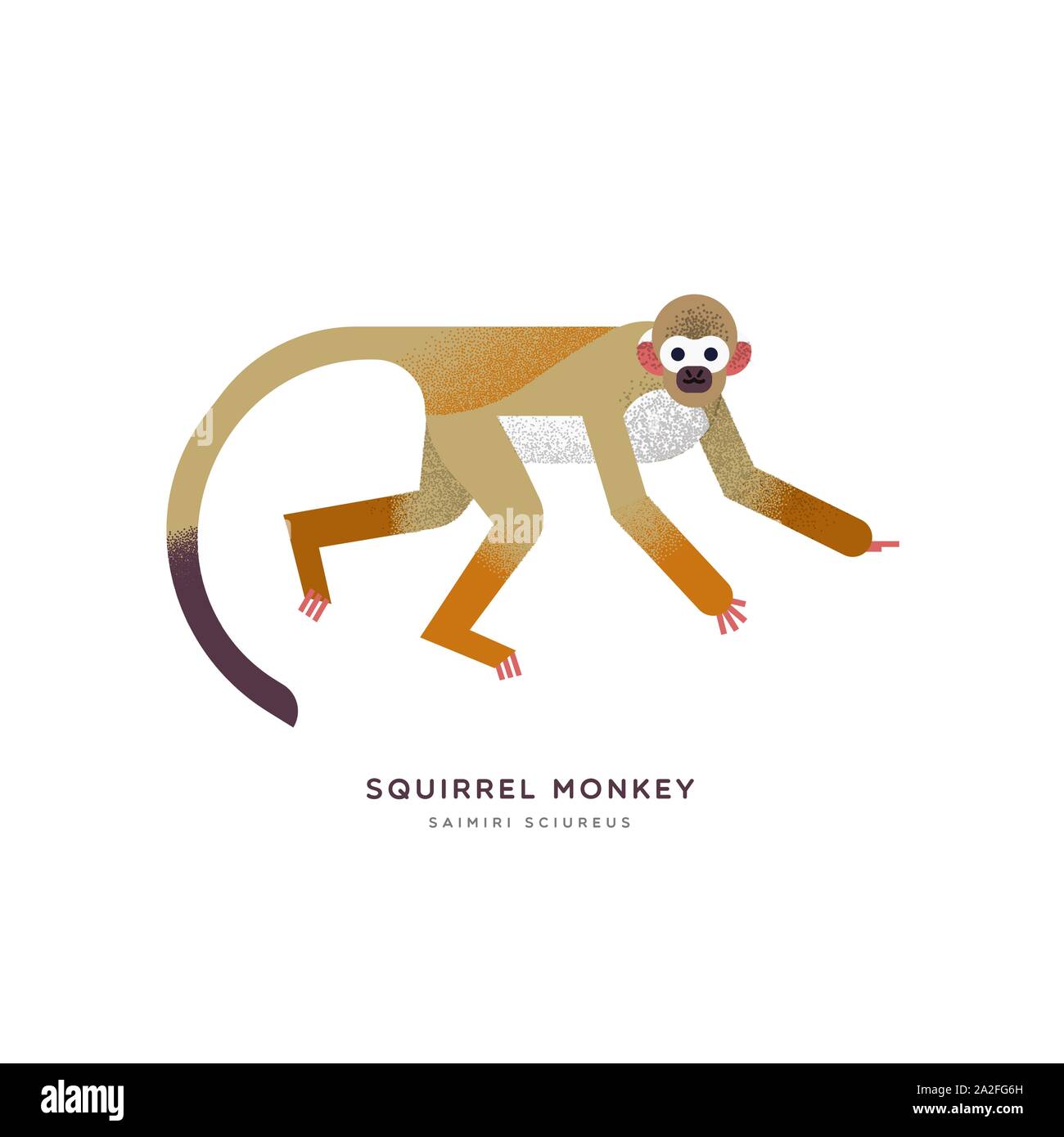 Scimmia di scoiattolo illustrazione animale isolato su sfondo bianco. Istruzione di progettazione della fauna selvatica con specie di fauna nome etichetta. Illustrazione Vettoriale