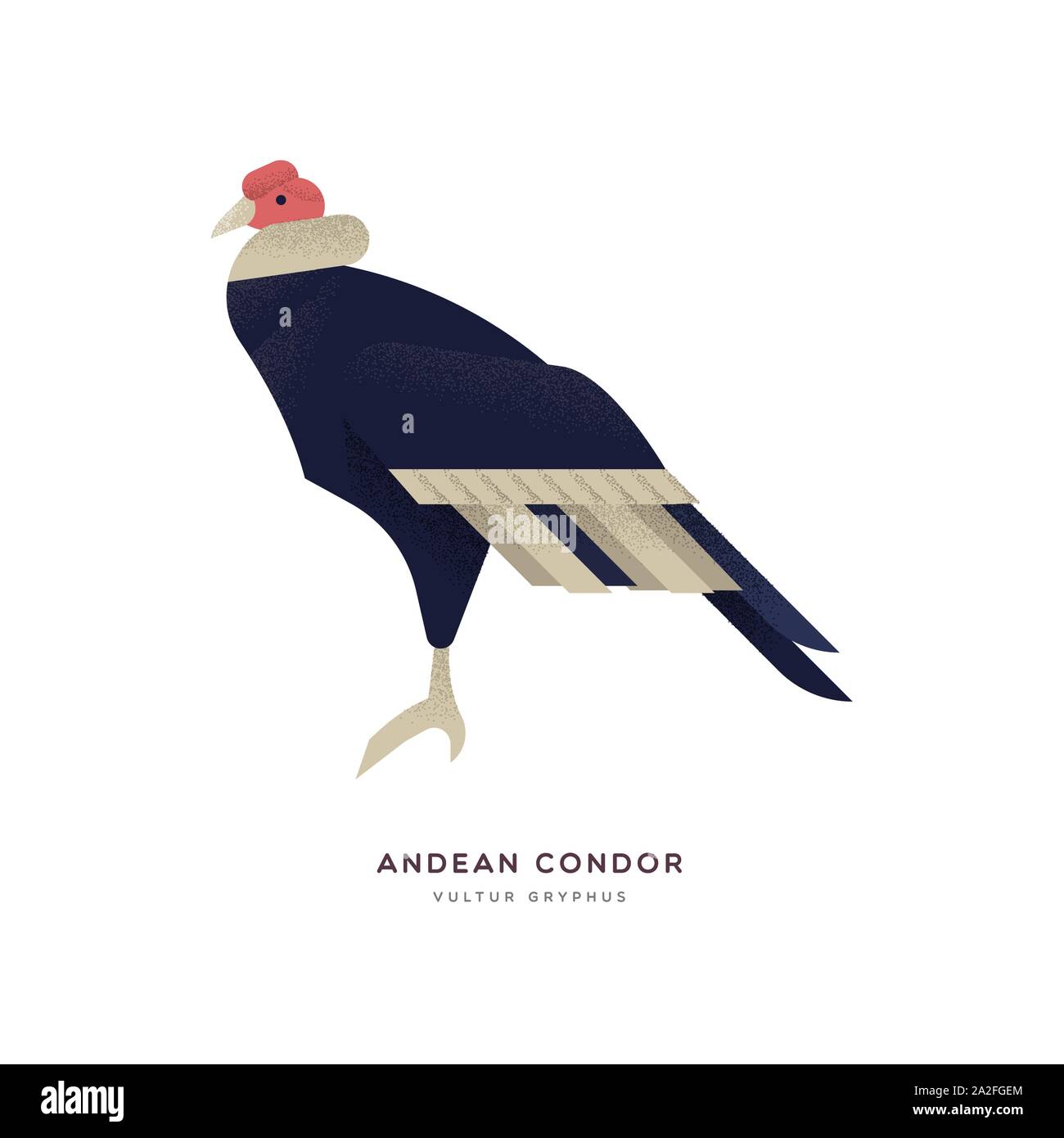 Condor andino illustrazione isolato su sfondo bianco, sud america zoo bird concetto animale. Istruzione di progettazione della fauna selvatica con specie di fauna nome la Illustrazione Vettoriale