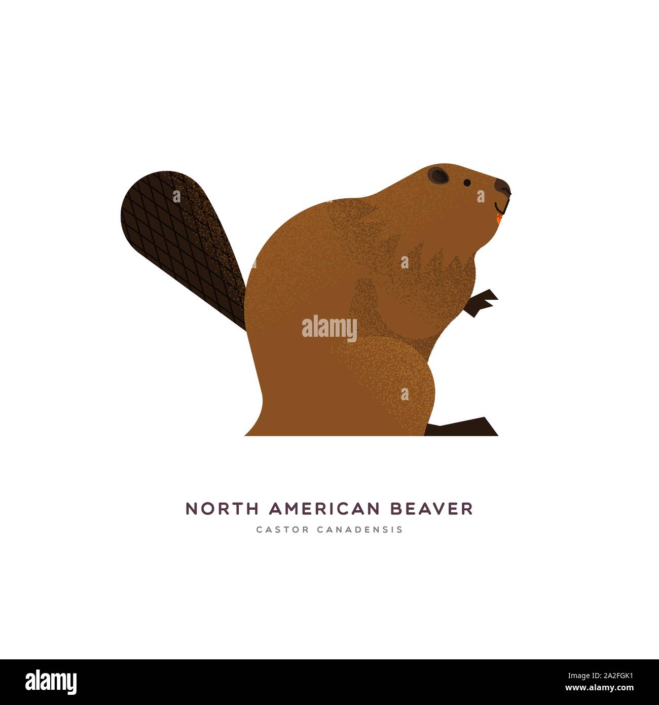 North American beaver illustrazione animale isolato su sfondo bianco. Istruzione di progettazione della fauna selvatica con specie di fauna nome etichetta. Illustrazione Vettoriale