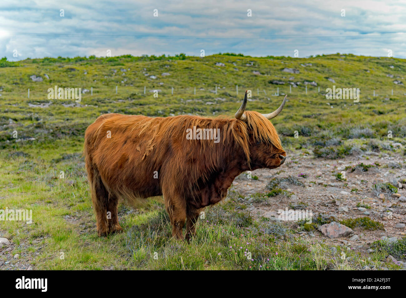 Highland coo sull'Isola di Skye Foto Stock