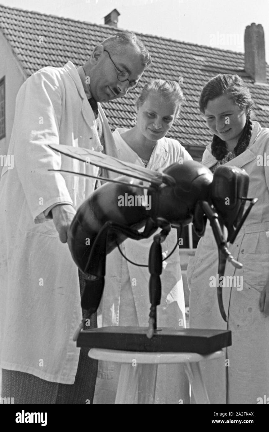 Gewinnung von Bienengift bei der Pharmafirma Mack in Illertissen, anhand eines Bienenmodells wird der Giftkanal gezeigt, Deutschland 1930er Jahre. Estrazione del veleno di ape a Mack pharmceutical azienda a Illertissen, il veleno premistoppa è mostrato su un modello di ape, Germania 1930s. Foto Stock