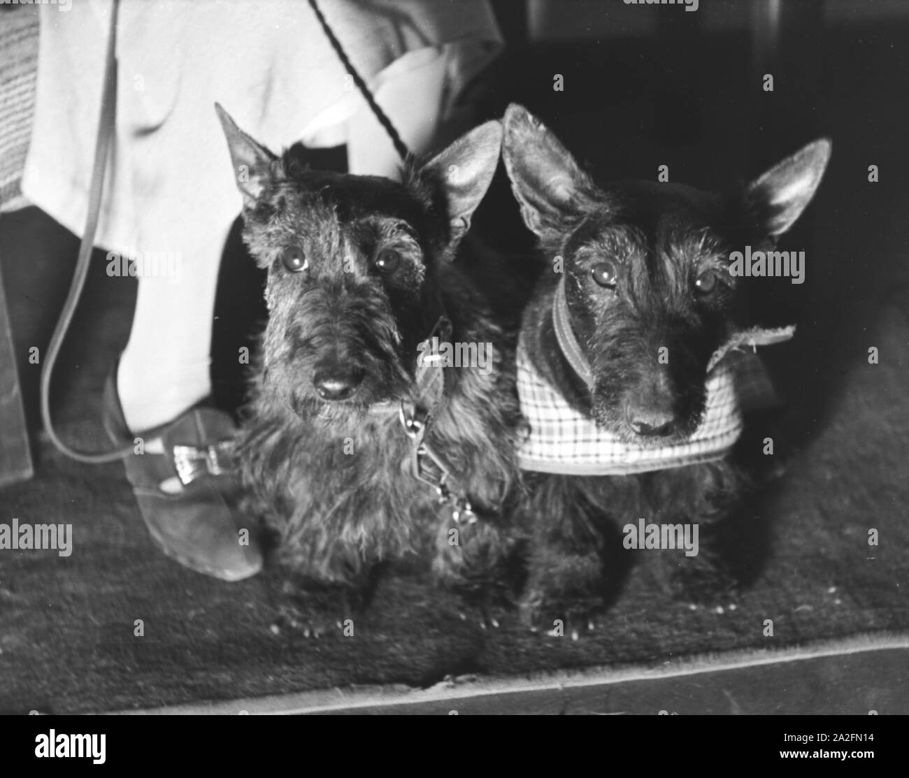 Ein Besuch im Hundesalon, Deutsches Reich 1930er Jahre. La Visitazione di un salone di cane, Germania 1930s. Foto Stock