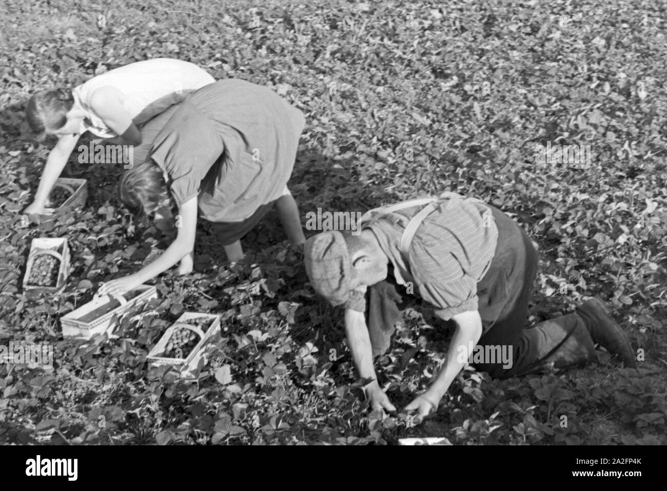 Erntehelfer bei der Erdbeerernte a Bühl, Deutschland 1930er Jahre. Fattoria stagionali operaio per la raccolta di fragole a Buehl, Germania 1930s. Foto Stock