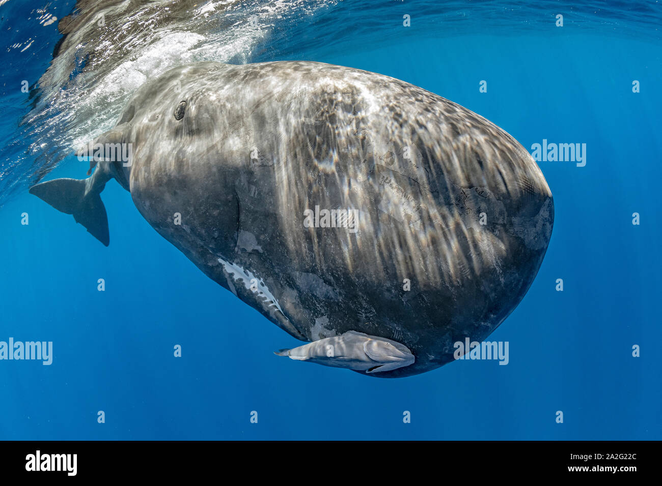Incontro ravvicinato con un vitello capodoglio, Physeter macrocephalus, il capodoglio è il più grande delle balene dentate capodogli sono noti per tuffarsi in un Foto Stock